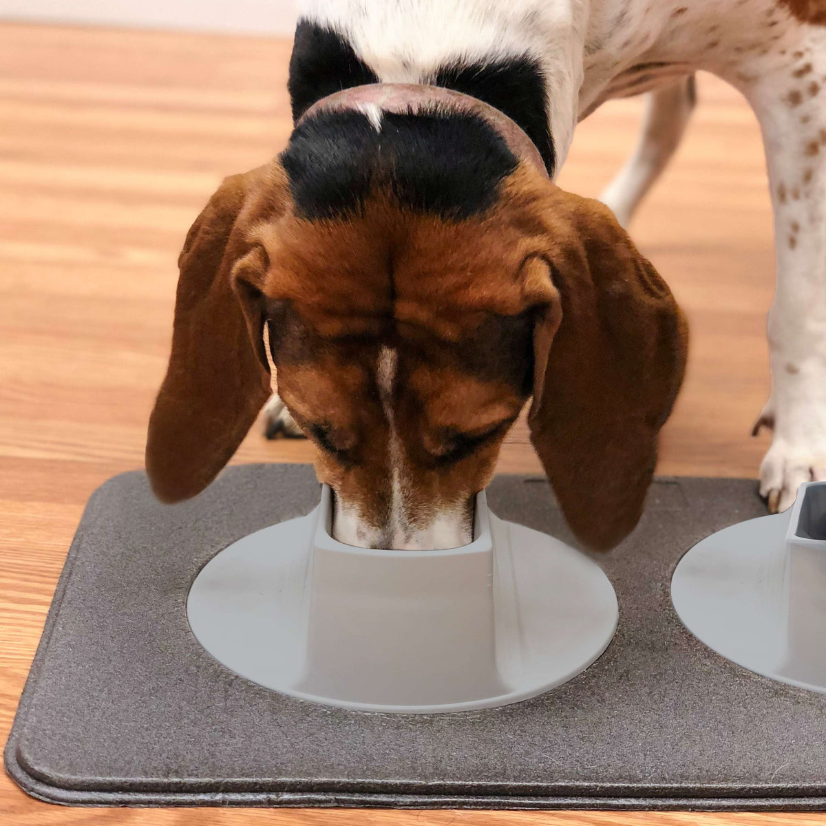 Ear-Clear Pet Feeding Station